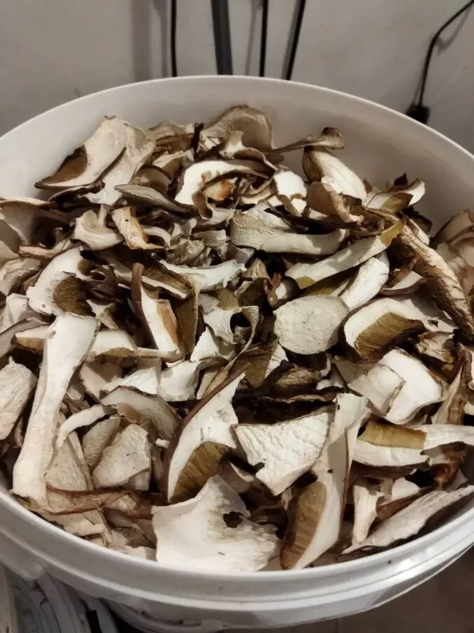 Гриби білі, сухі, Закарпатська обл 4