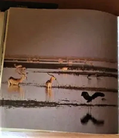 Й. Вагнер, н. Шнейдерова. Царь зверей не лев. новая. Братислава,1984 г 7