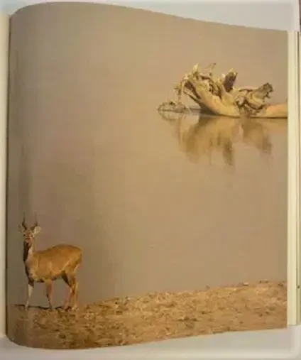 Й. Вагнер, н. Шнейдерова. Царь зверей не лев. новая. Братислава,1984 г 9