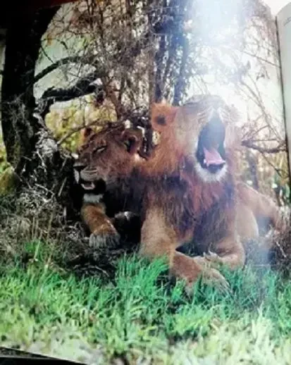 Й. Вагнер, н. Шнейдерова. Царь зверей не лев. новая. Братислава,1984 г 8