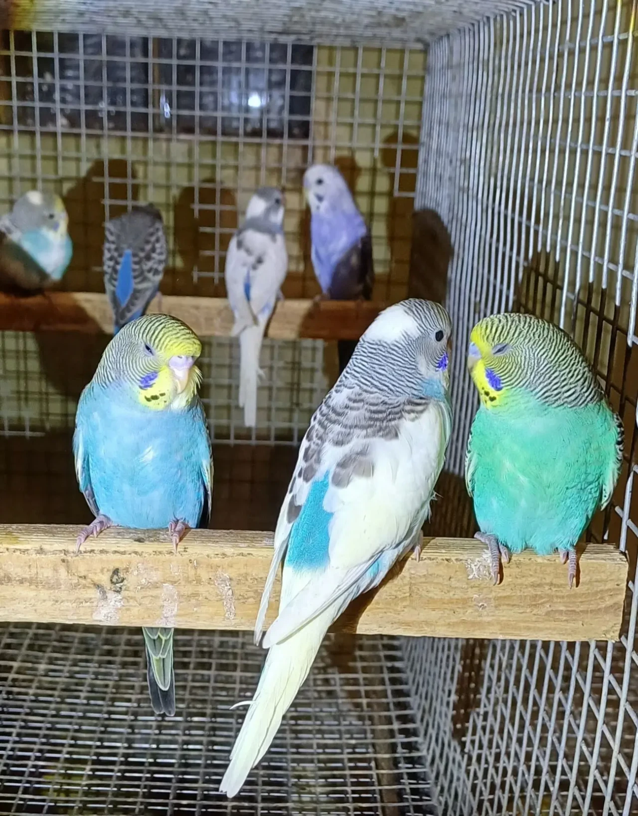 Молоденькі папуги, корели, нерозлучники та інші.