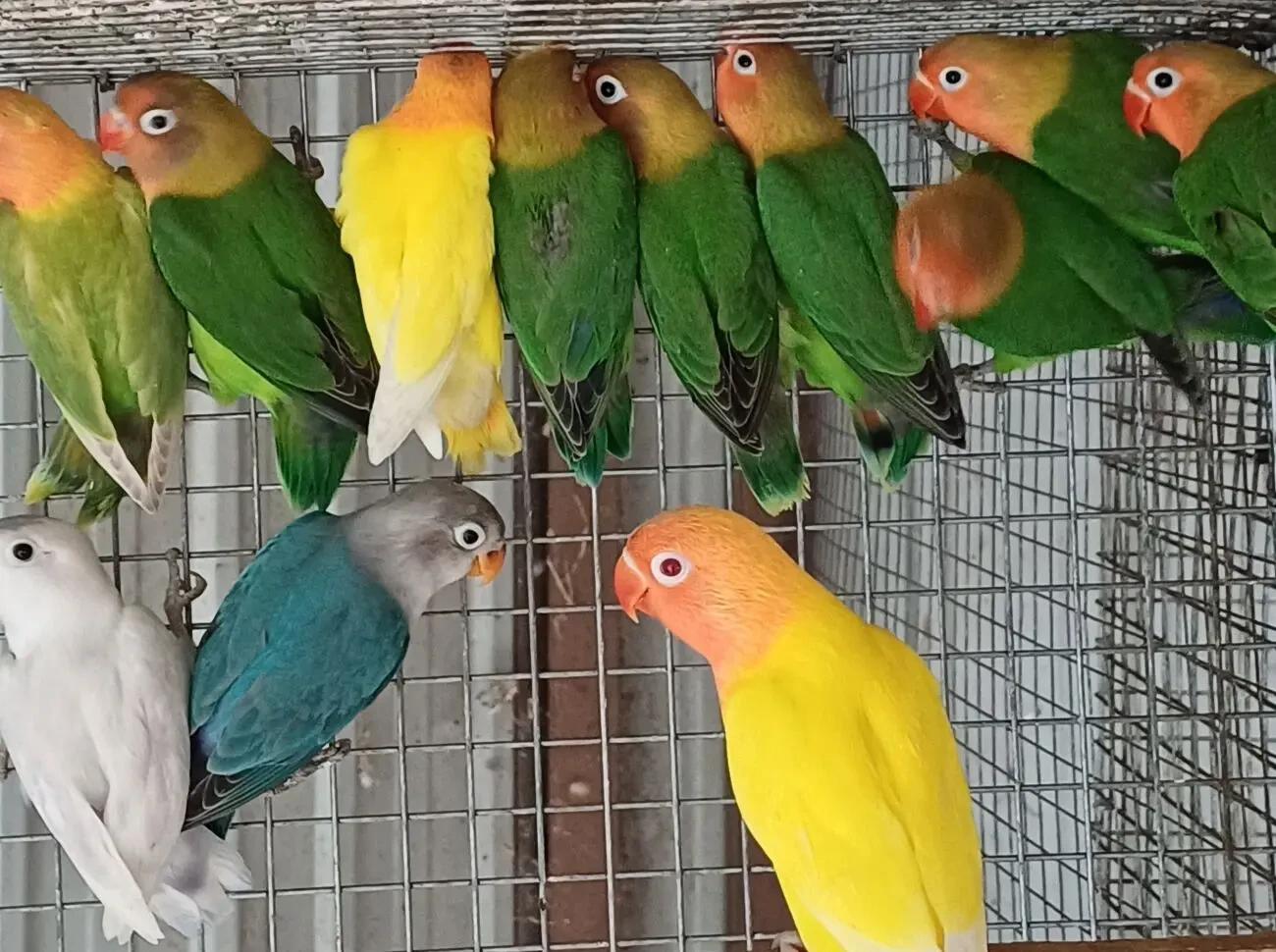 Молоденькі папуги, корели, нерозлучники та інші. 2