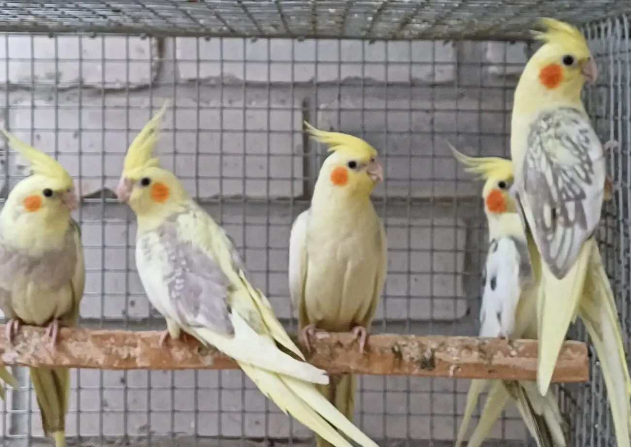 Молоденькі папуги, корели, нерозлучники та інші. 3