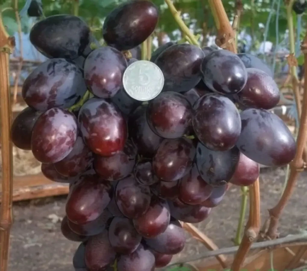 Виноград саженцы, черенки продам. 7