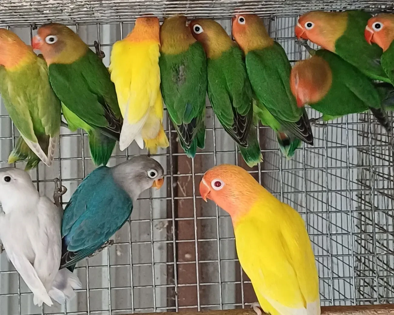 Молоденькі нерозлучники Фішера. 2