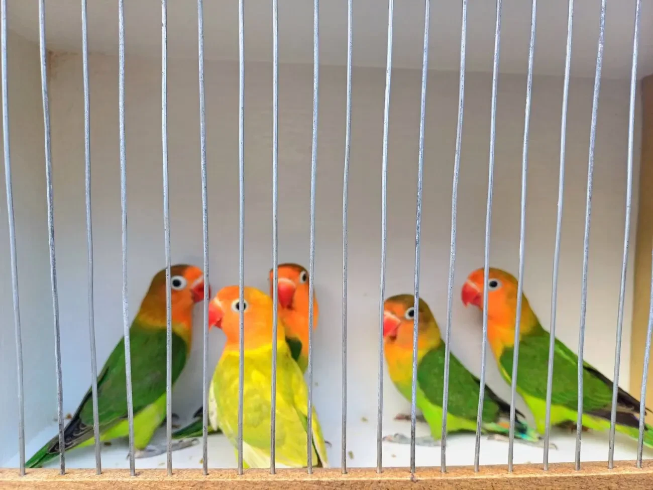 Молоденькі нерозлучники Фішера.