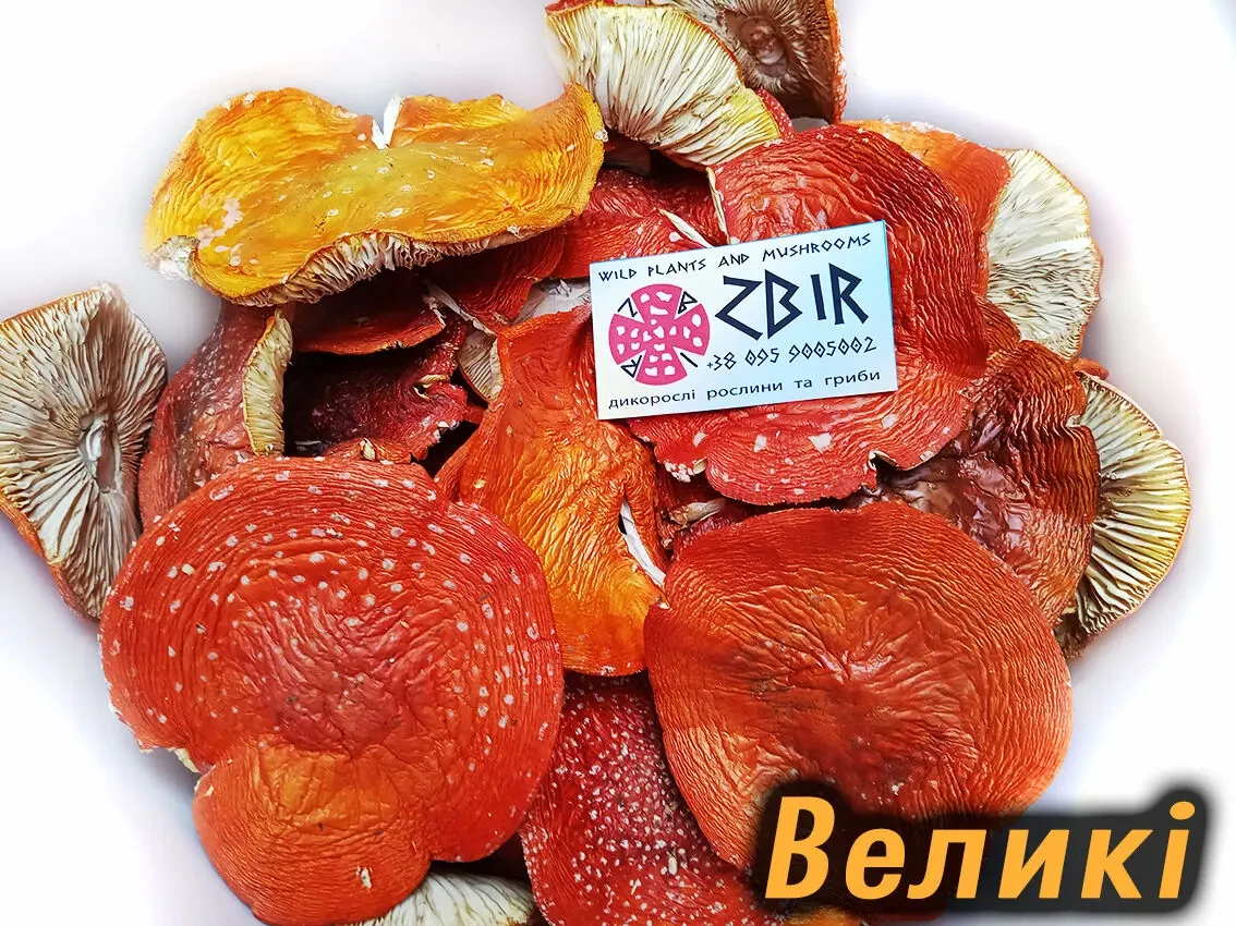 Мухомор ЧЕРВОНИЙ (Amanita Muscaria), сушені капелюшки. 7