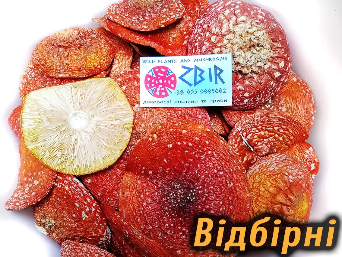 Мухомор ЧЕРВОНИЙ (Amanita Muscaria), сушені капелюшки. 8