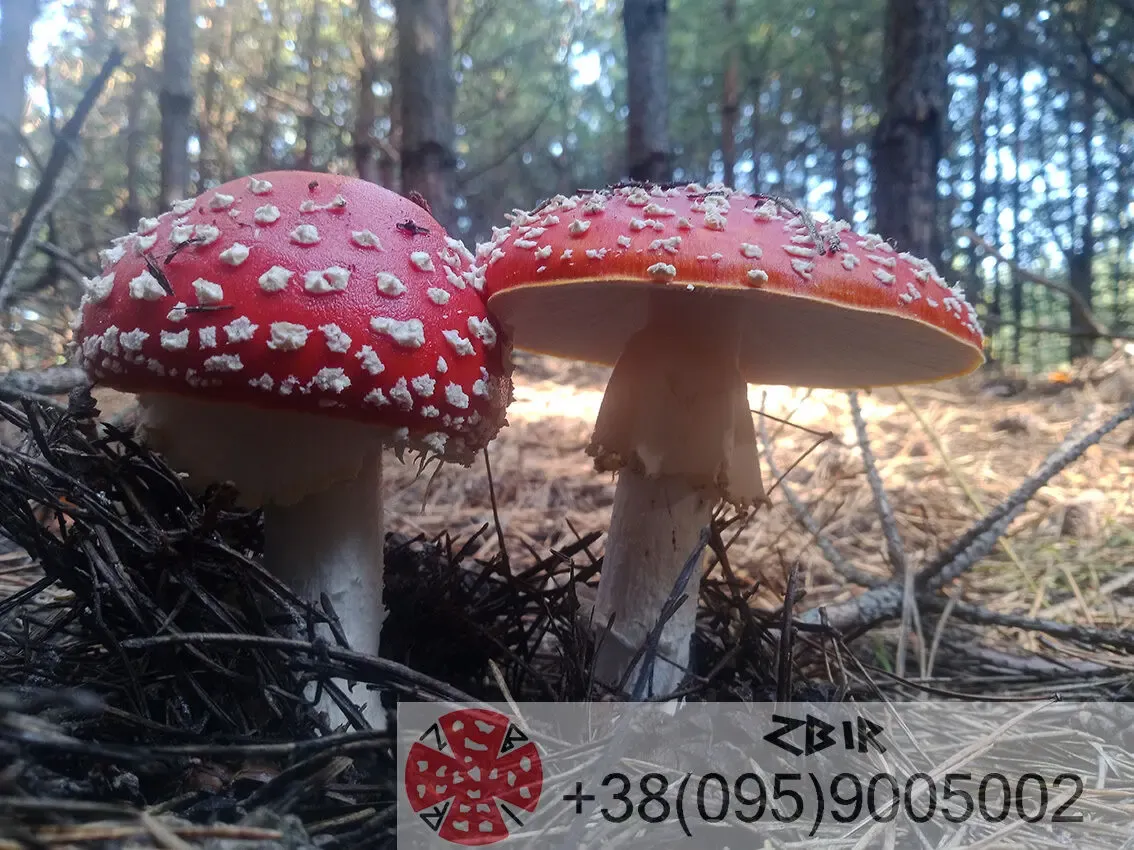 Мухомор ЧЕРВОНИЙ (Amanita Muscaria), сушені капелюшки. 2