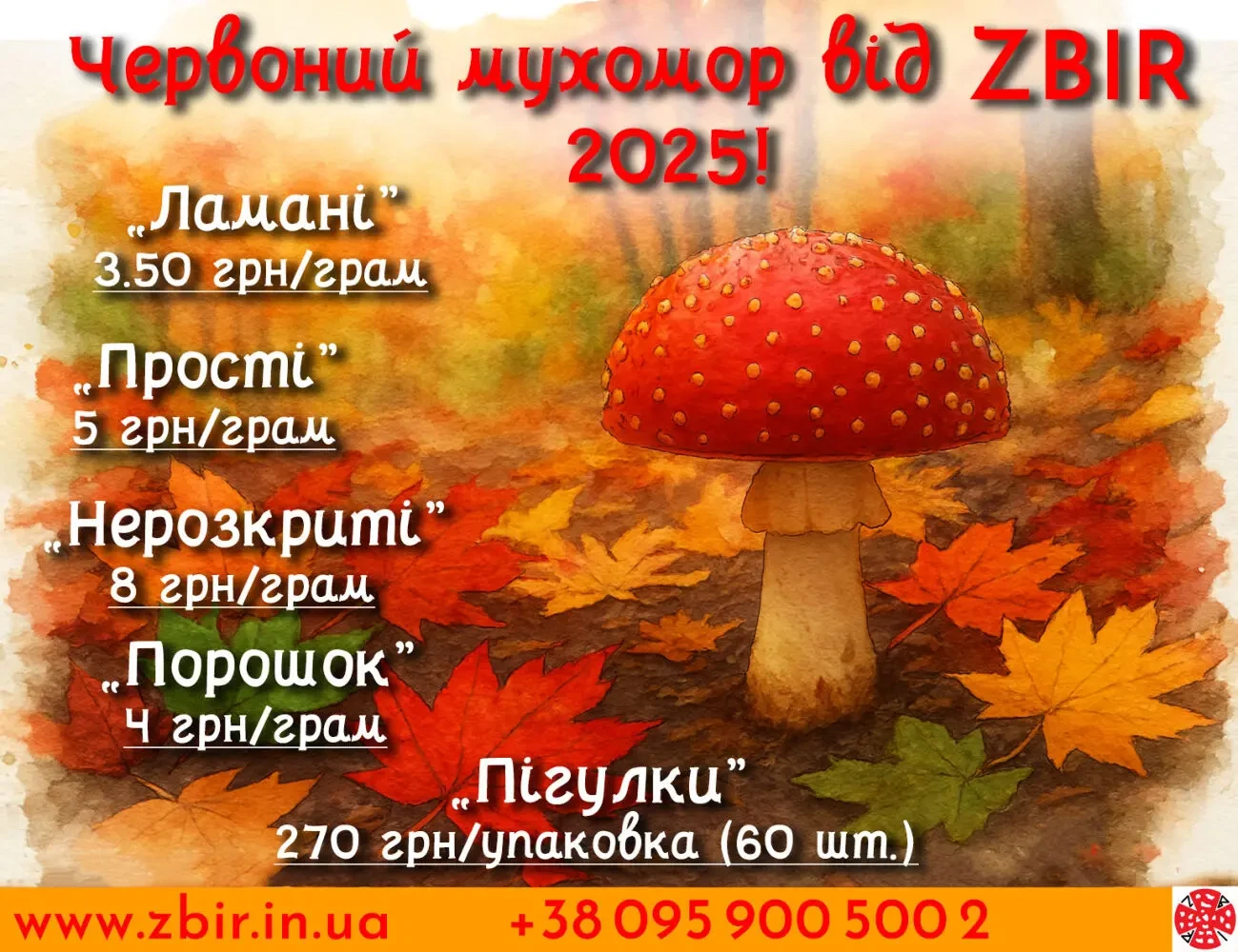 Мухомор ЧЕРВОНИЙ (Amanita Muscaria), сушені капелюшки. 3