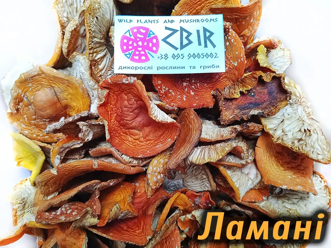 Мухомор ЧЕРВОНИЙ (Amanita Muscaria), сушені капелюшки. 5