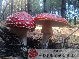 Мухомор ЧЕРВОНИЙ (Amanita Muscaria), сушені капелюшки.