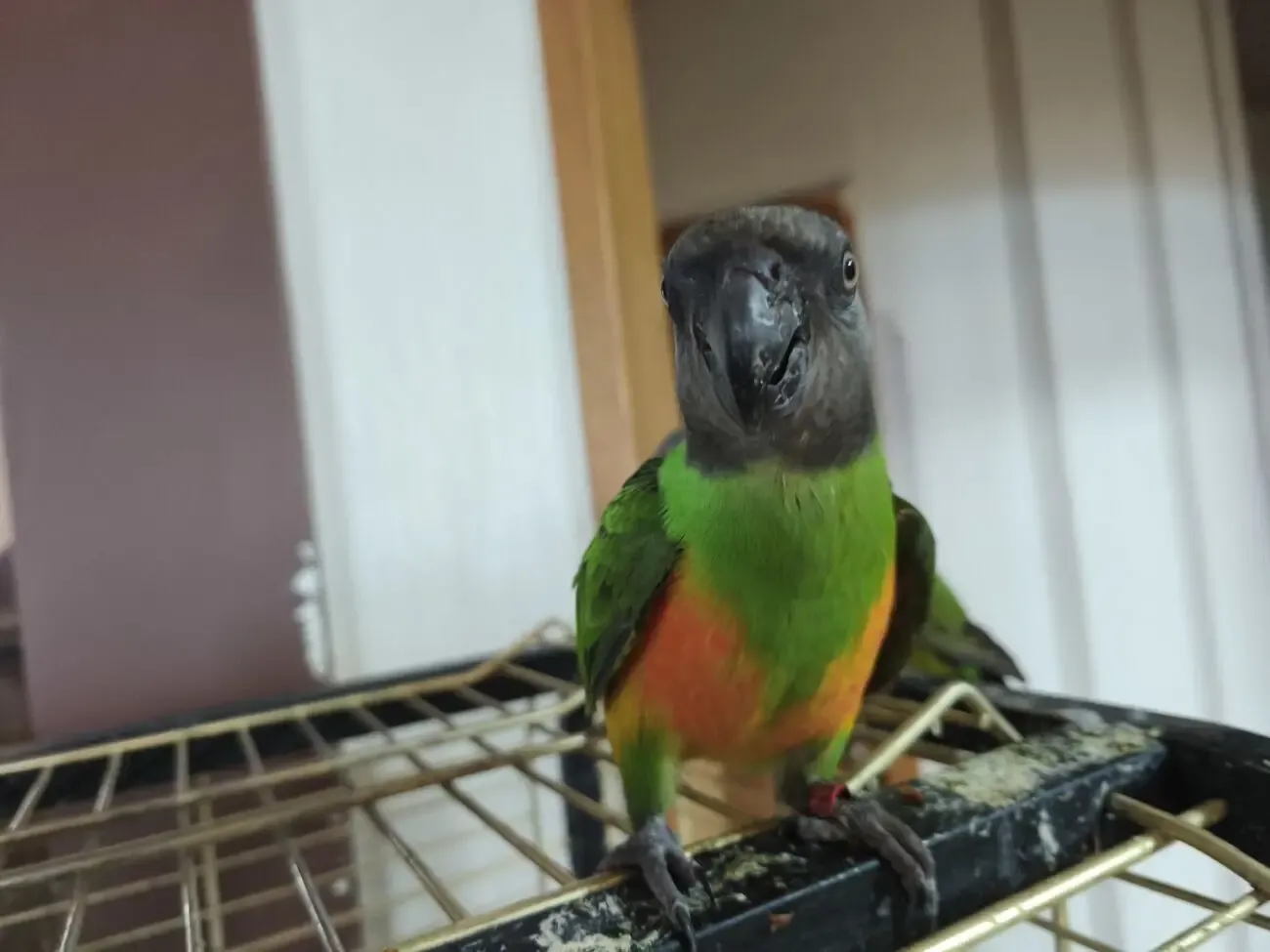 Выкормыши сенегальского попугая 8