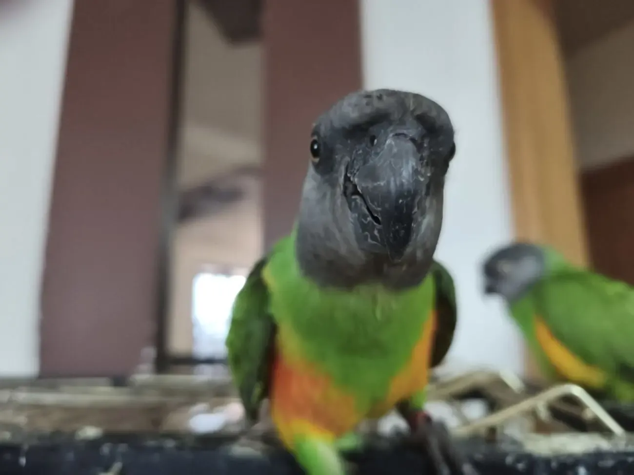 Выкормыши сенегальского попугая 9