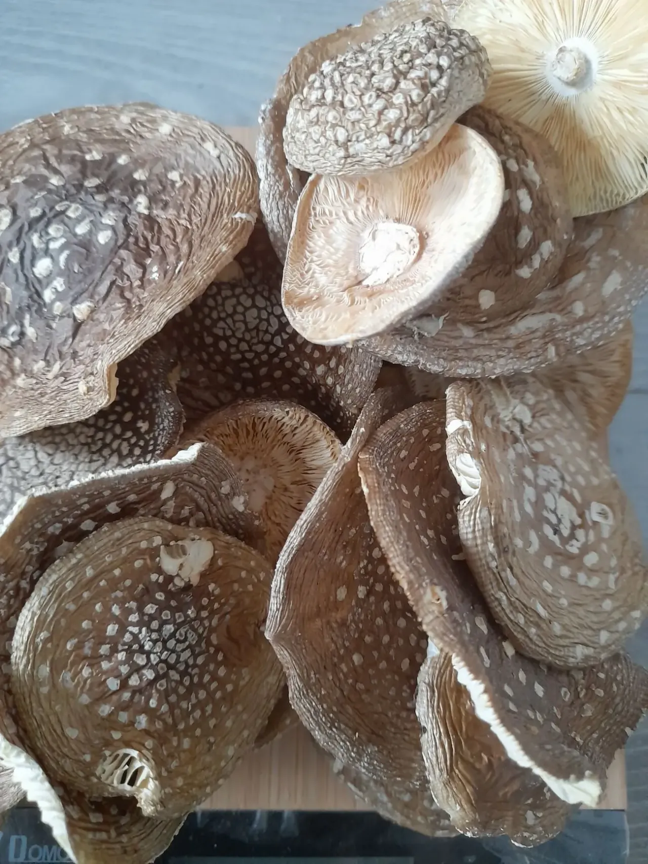 Мухомор пантерний