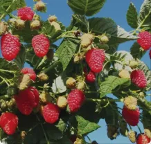 Саджанці малини сорту маравіла