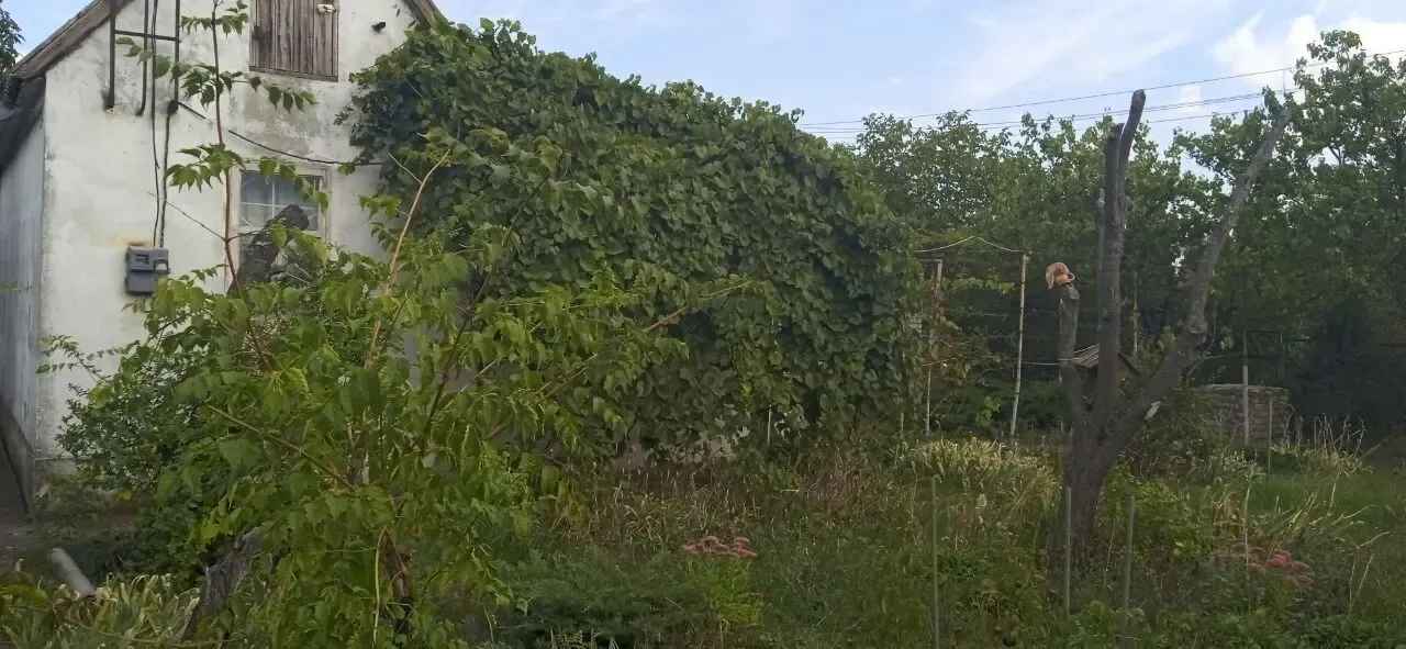 Продам дачну ділянку 2