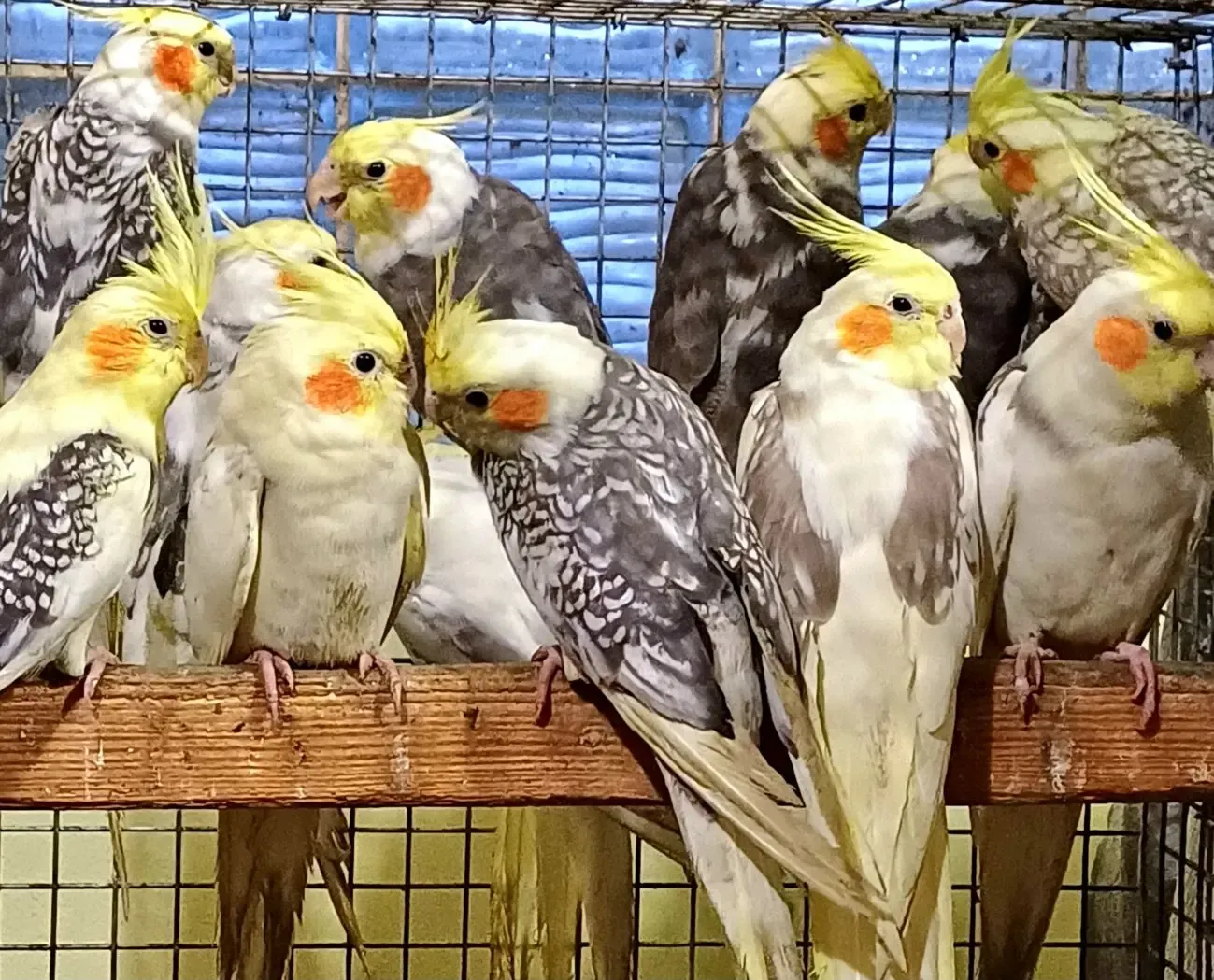 Молоденькі корели