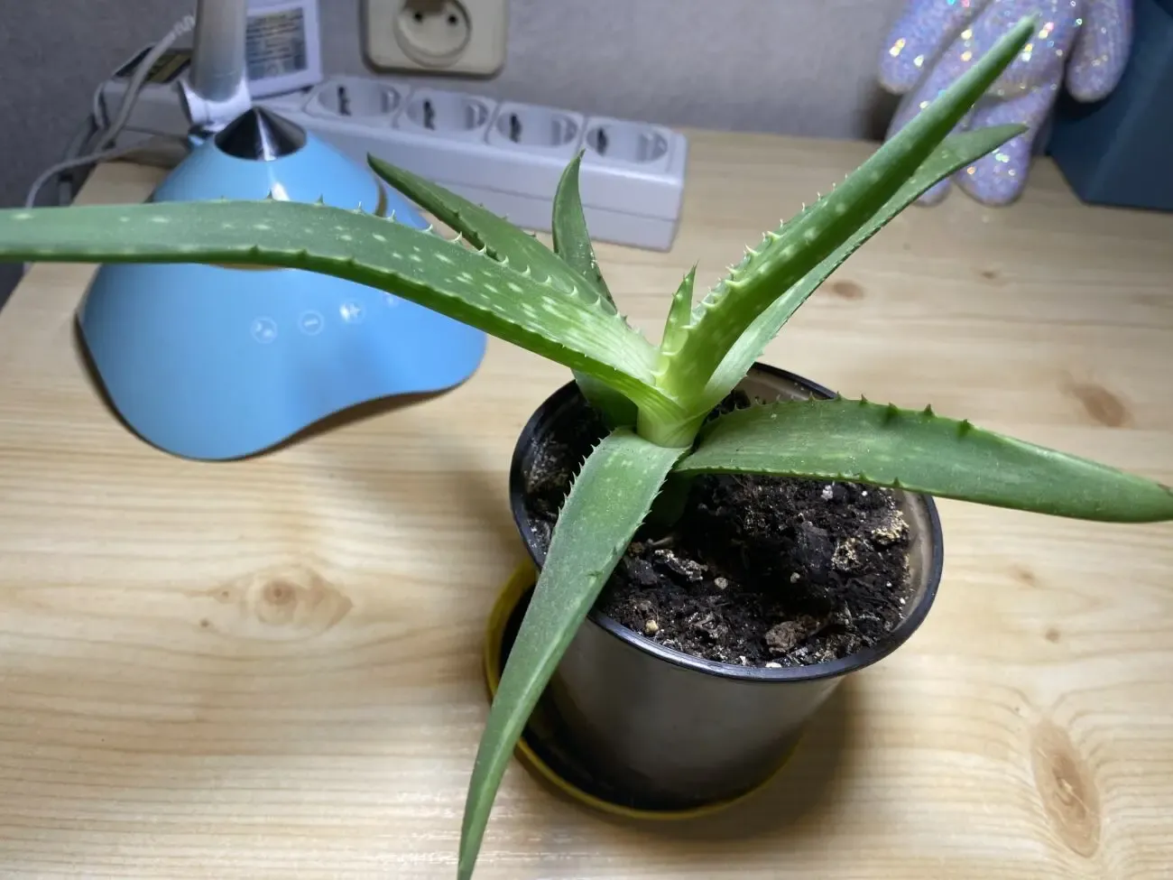 Алоє вера (лікарська раслина) 3