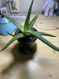 Алоє вера (лікарська раслина)