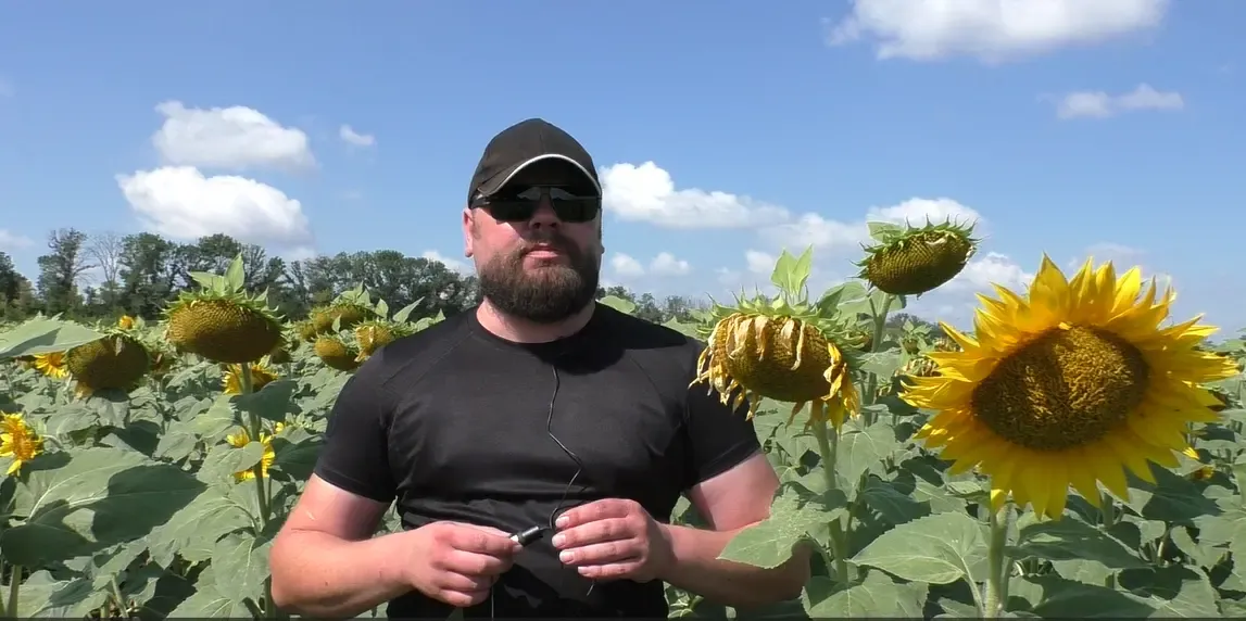 Семена подсолнечника Астон  A-G