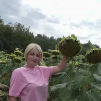 Насіння соняшника Аркос , Клаус ,Сантос Плюс під Євролайтінг