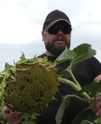 Насіняя соняшника Флокс гранстар 50