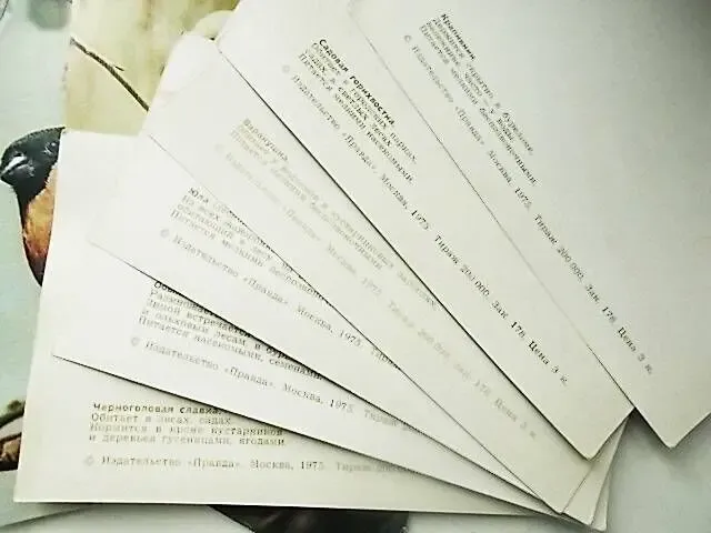 Наши друзья птицы. Набор цветных глянцевых открыток с пояснениями 6