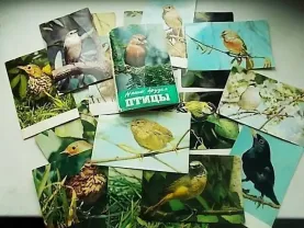 Наши друзья птицы. Набор цветных глянцевых открыток с пояснениями