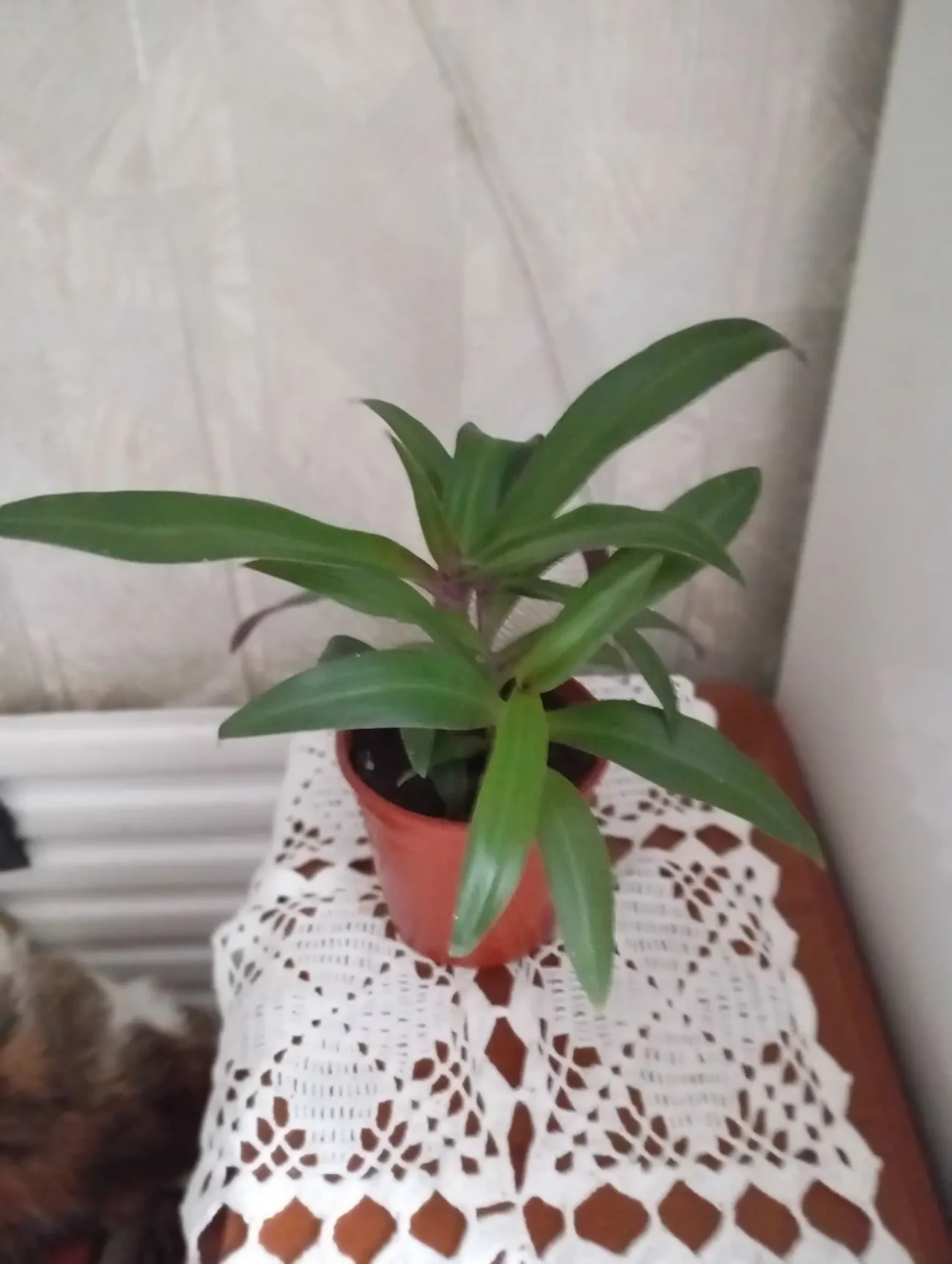 Кімната рослина Рео 2