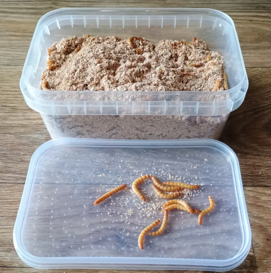 Мучной червь живой 500 штук, мучной хрущак, мучник, кормовые насекомые 2