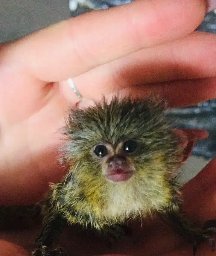 Обезьяна карликовая игрунка обезьянка пигмей 4