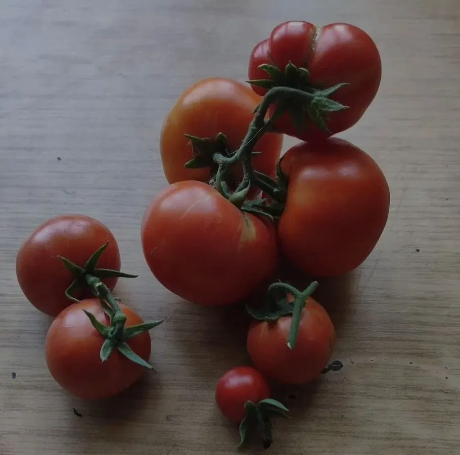 Продам розсаду томатів в асортименті 8