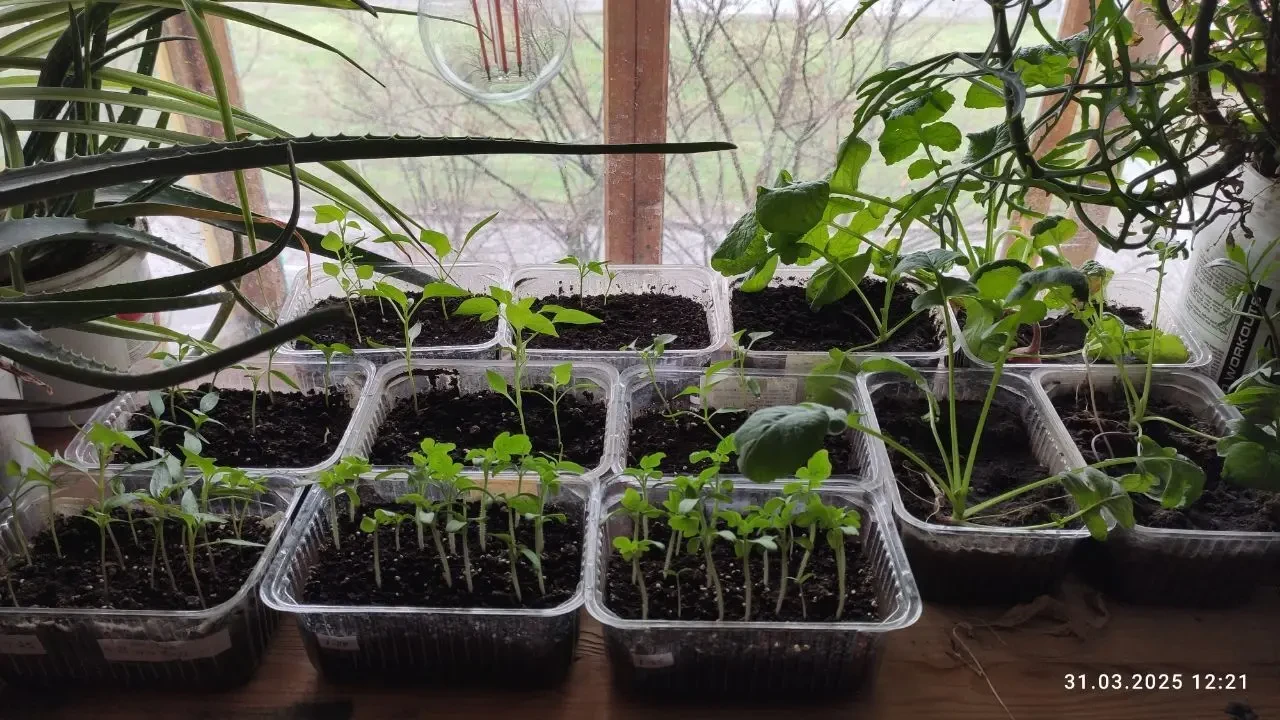 Продам розсаду томатів в асортименті 3