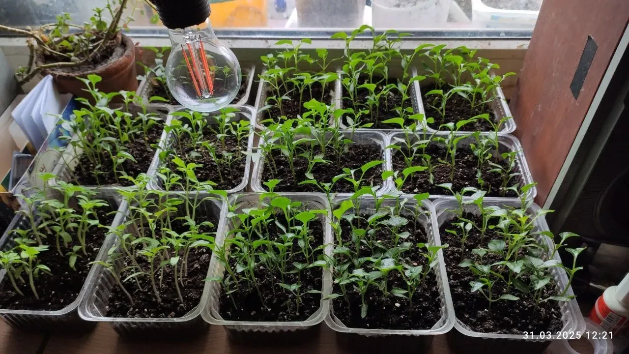 Продам розсаду томатів в асортименті 2