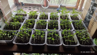 Продам розсаду томатів в асортименті