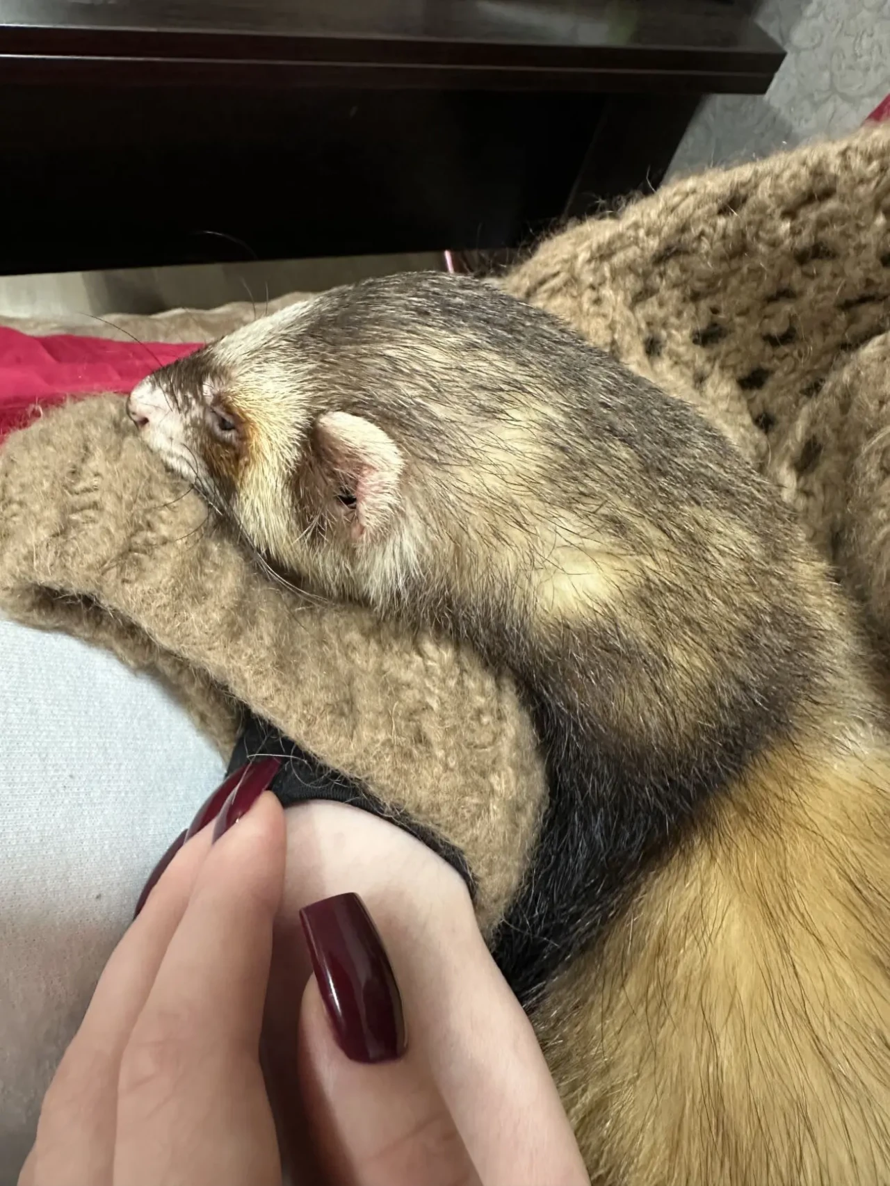 Фредка тхір домашній ручний 5