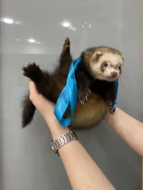 Фредка тхір домашній ручний