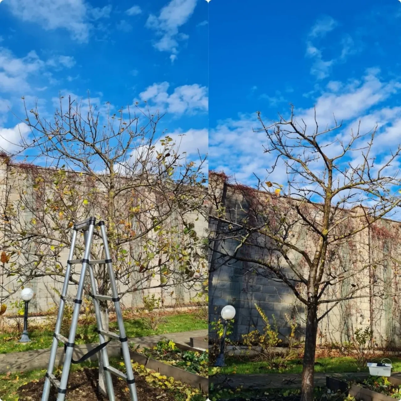 Обрізка саду, обрізка плодових, декоративних дерев та чагарників 2