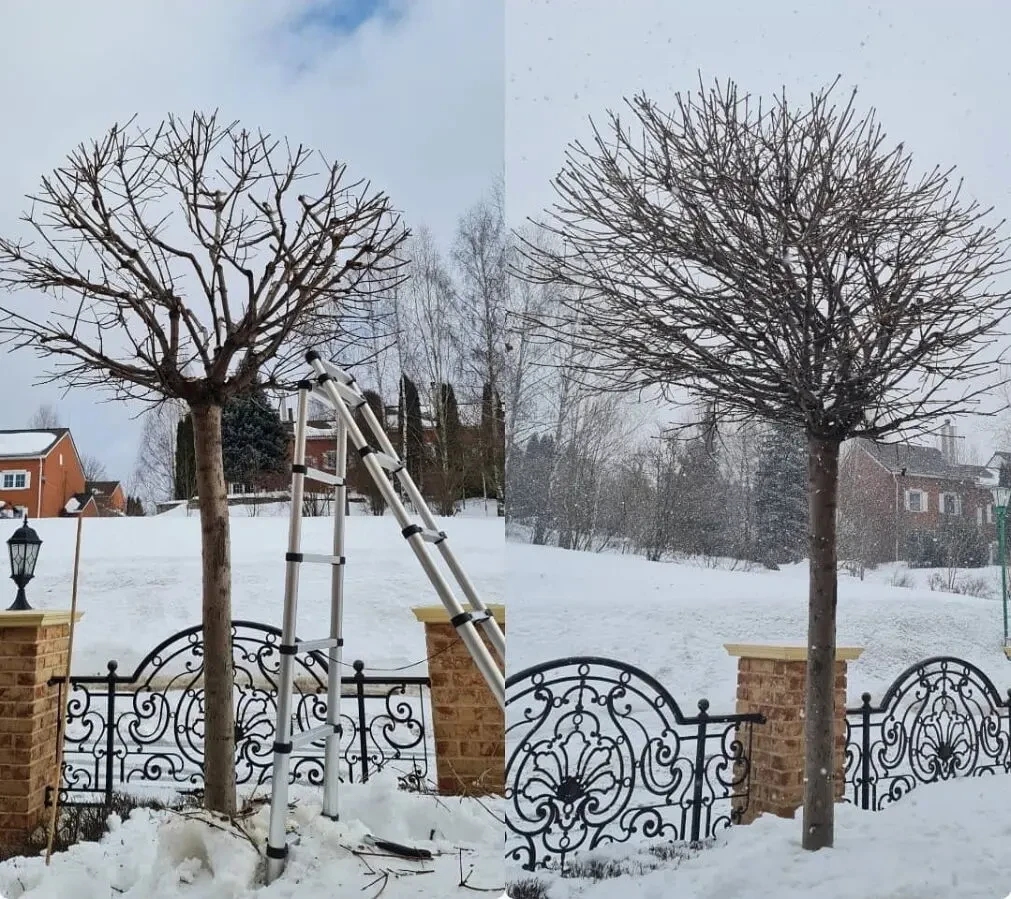 Обрізка саду, обрізка плодових, декоративних дерев та чагарників