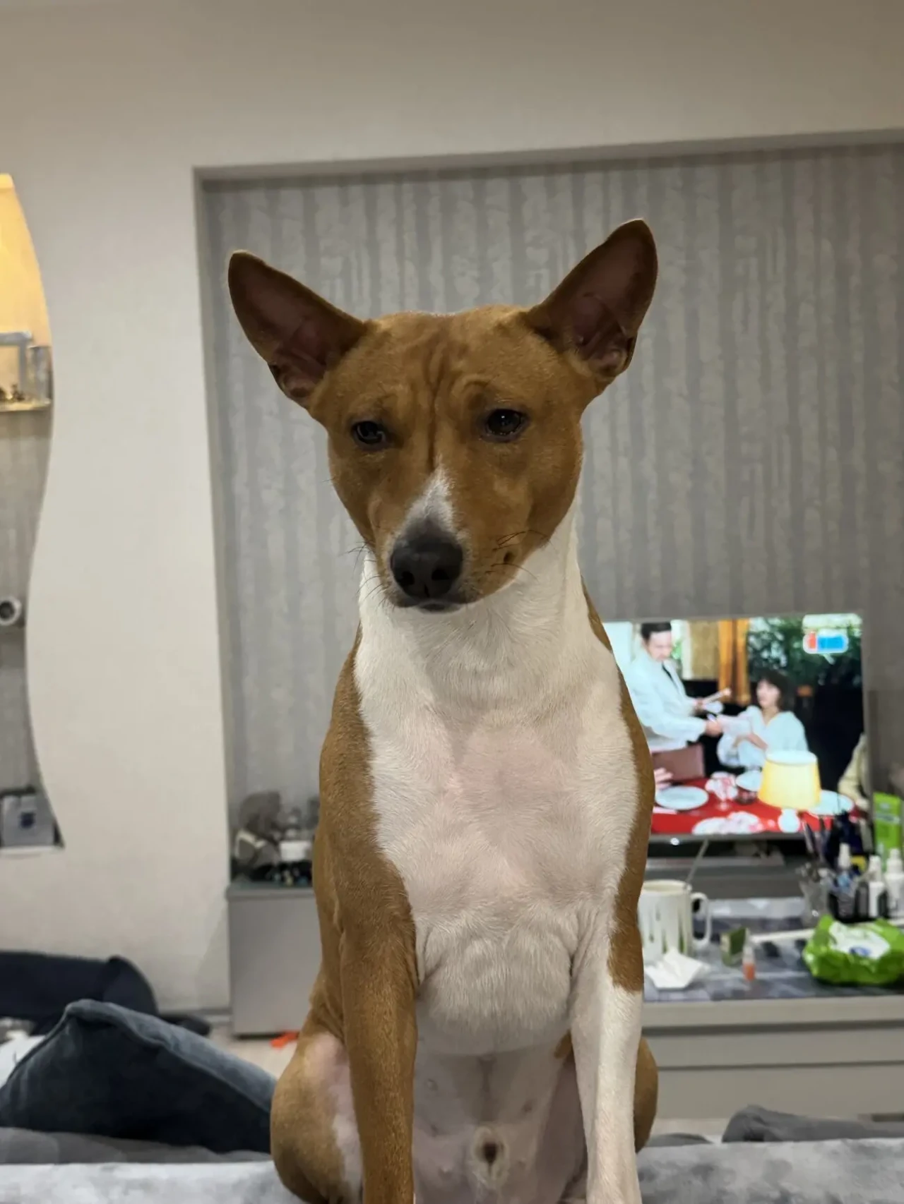 Цуценята басенджи КСУ 7