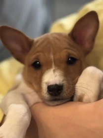 Цуценята басенджи КСУ