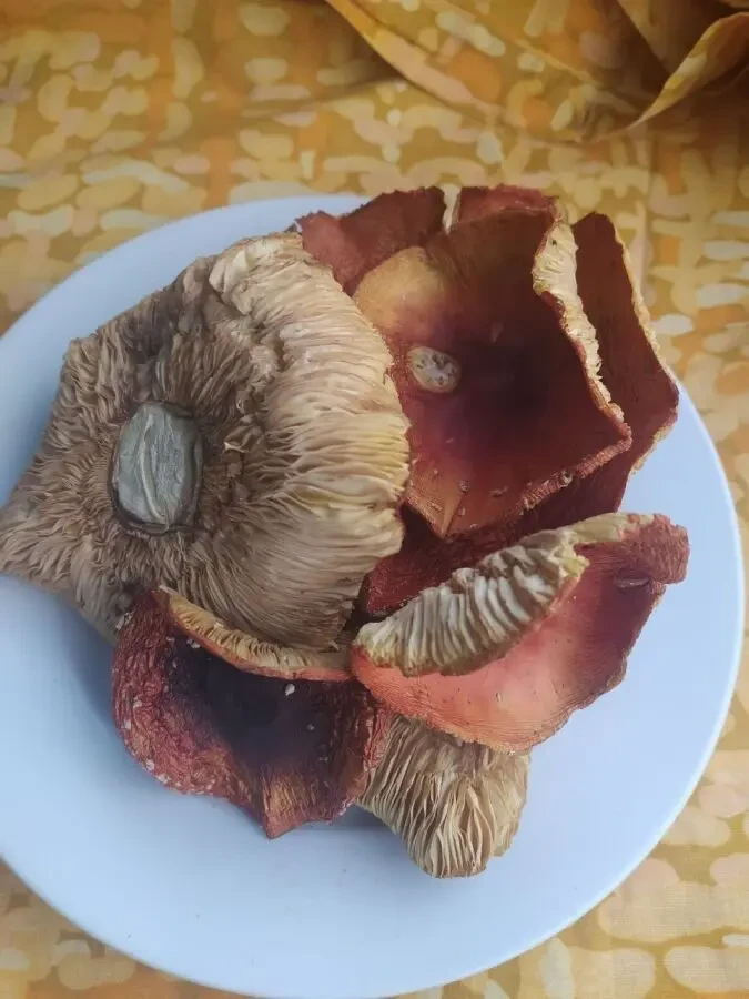 Червоний мухомор, сушений 3 сорту