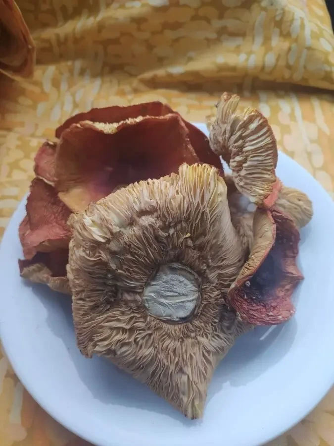 Червоний мухомор, сушений 3 сорту 3