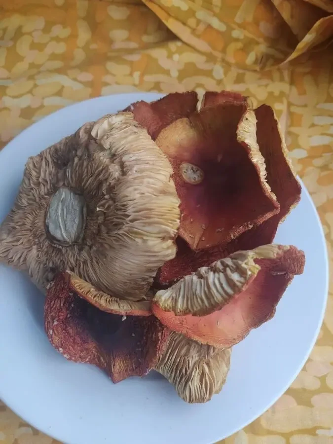 Червоний мухомор, сушений 3 сорту 2