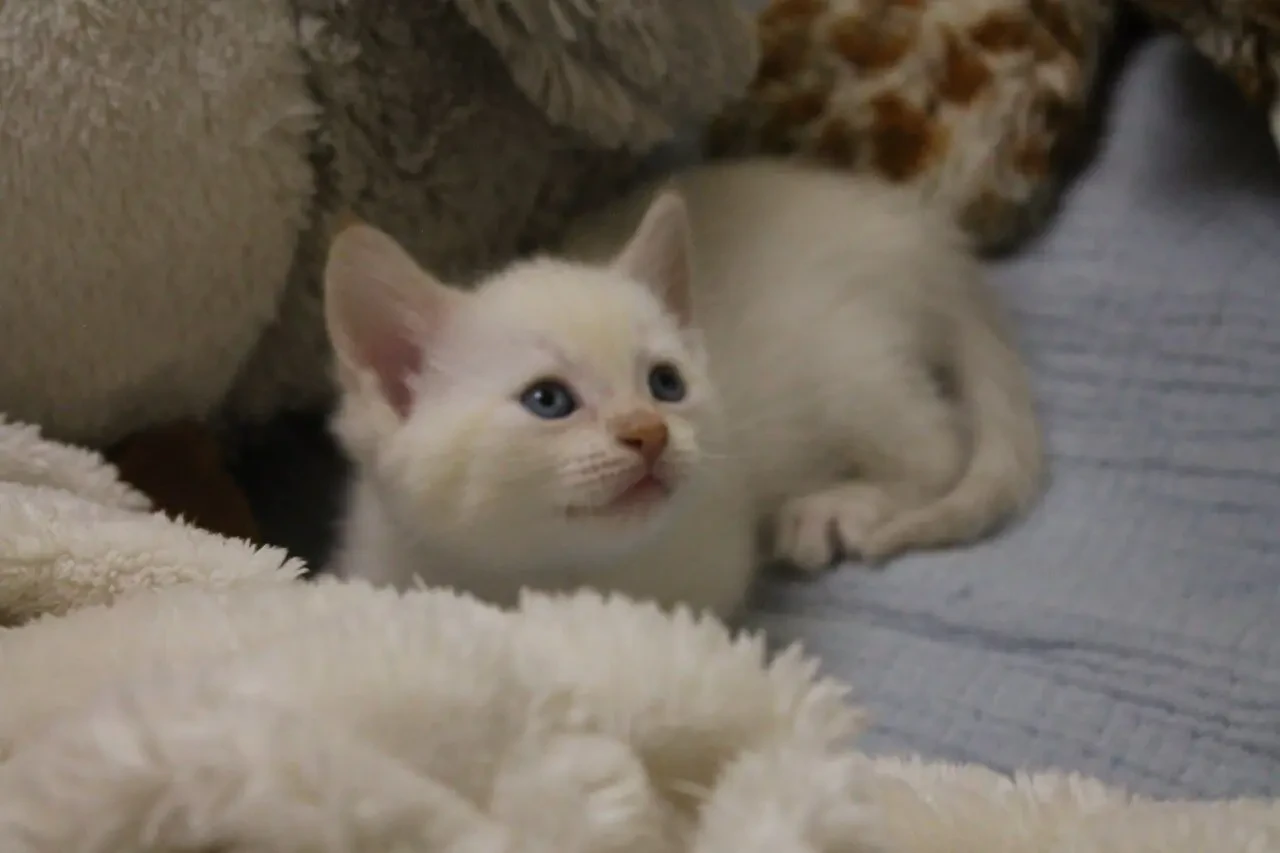 Кошеня брашевий сфінкс