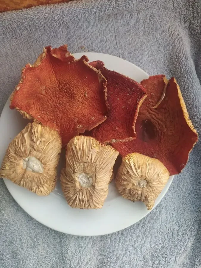 Мухомор червоний мелений 2 сорт 4