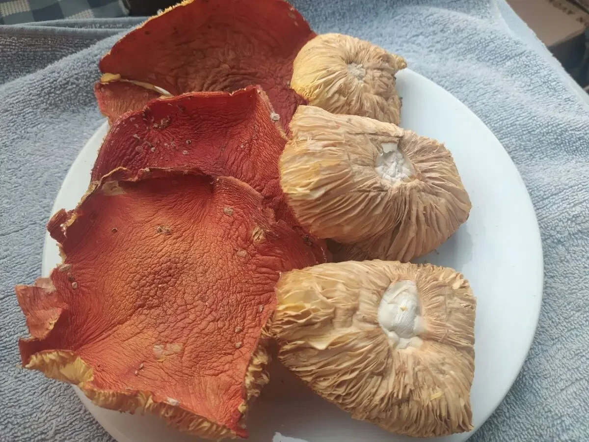 Мухомор червоний мелений 2 сорт 3