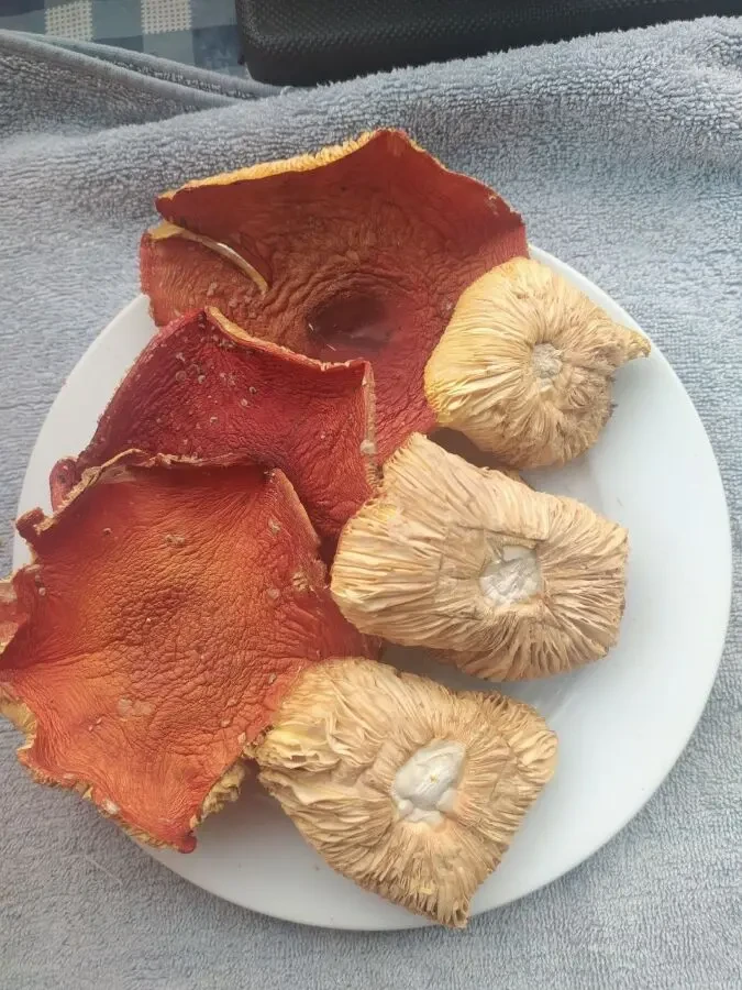 Мухомор червоний мелений 2 сорт 2