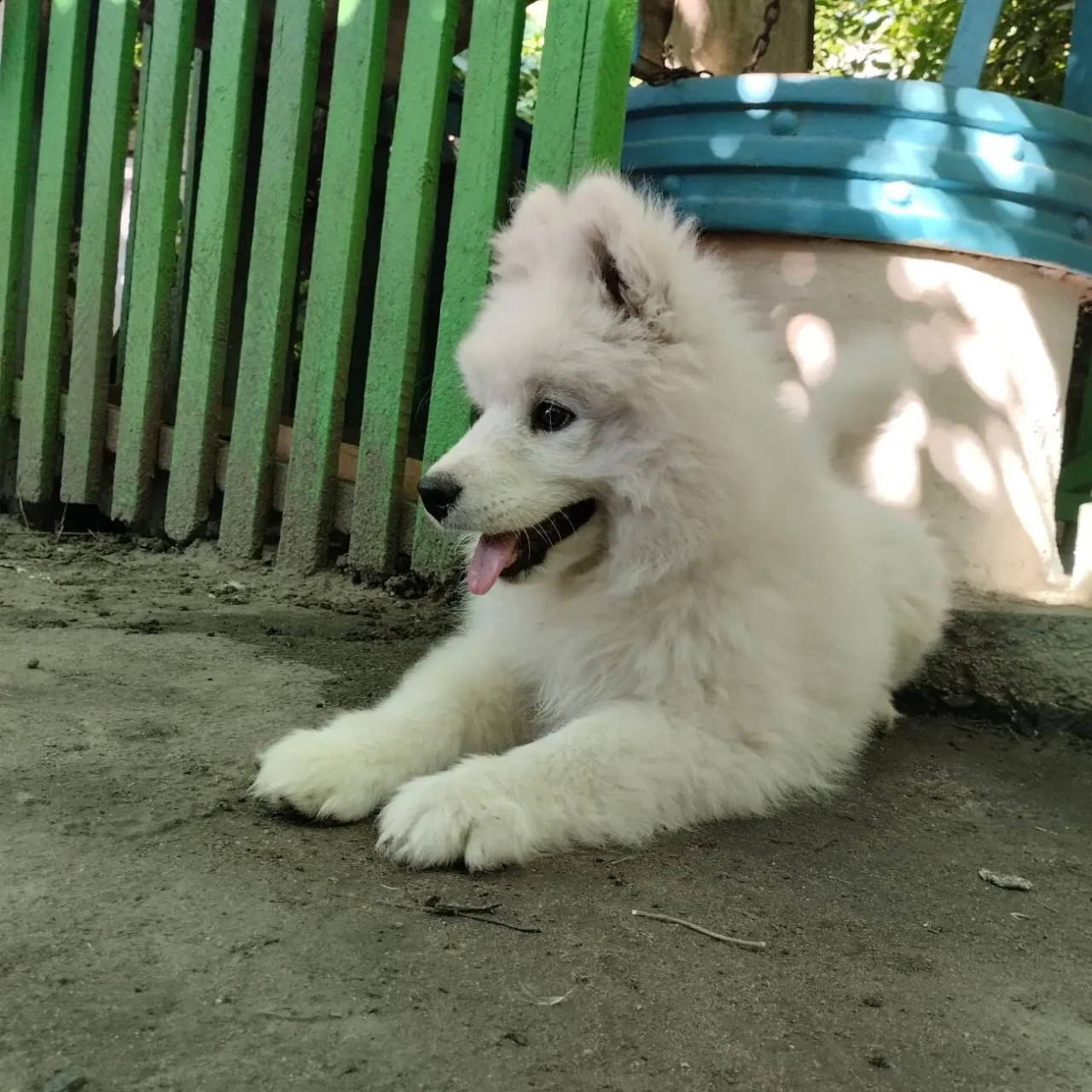 продается мальчик самоед 2